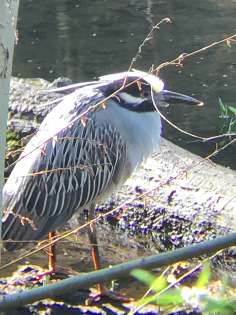 A yellow crowned night heron, a bird seldom spotted in Central Park just kind of hanging out